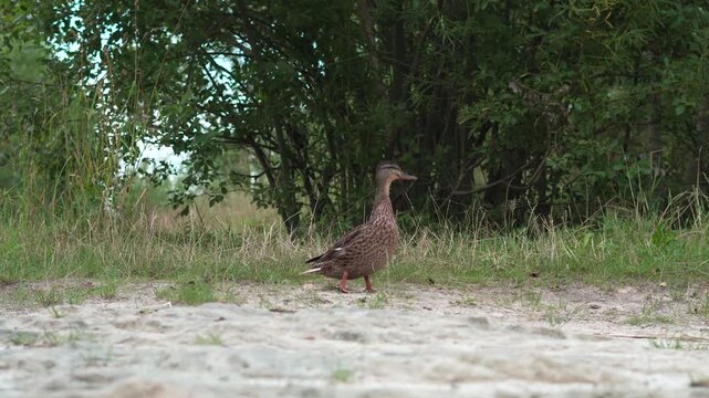 A female wild duck of the species Anas platyrhynchos struts across a sandy terrain, staring into the camera lens.