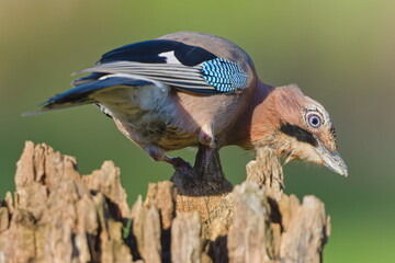 Eurasian Jay (Garrulus glandarius) bending down on a tree stump in sunlight in funny pose – common species in the Czech Republic