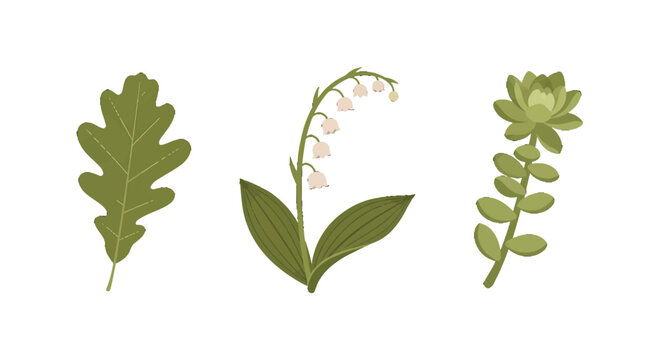 Stylized botanical illustration set featuring an oak leaf lily of the valley and a green succulent.
