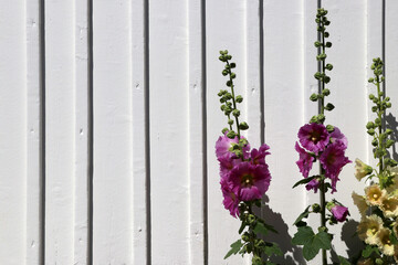 Purple and yellow hollyhock flowers (Alcea)  in front of white wooden wall