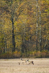 Roe Deer (Capreolus capreolus) group standing at the edge of autumn forest – common species in the Czech Republic