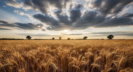 Stunning golden wheat field ripe for harvest under a dramatic cloudy sky with the sun breaking through at sunset or sunrise