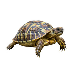 Russian tortoise with detailed shell on a black background