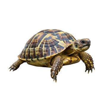 Russian tortoise with detailed shell on a black background