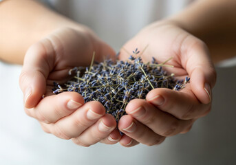 Gentle hands cradle dried lavender buds, evoking natural wellness, aromatherapy, and soothing relaxation for spa or home decor concepts.