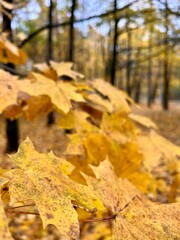 autumn maple trees in the park
