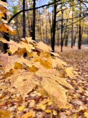 yellow maple leaves on a tree in the park
