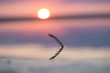 Fototapete Rund Sonnenuntergang Meer A beautiful bird feather in the sunset sands of Baltic Sea beach. Summer evening in Latvia, Europe.  © dachux21