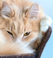 Siberian breed of cat in relax