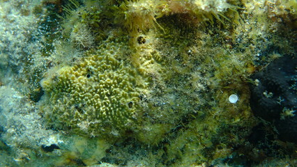 Variable loggerhead sponge (Ircinia variabilis) undersea, Aegean Sea, Greece, Halkidiki, Pirgos beach
