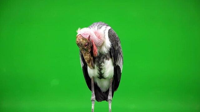 Marabou Stork or Vulture Preening Against Green Screen for Easy Compositing