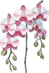 vector illustration of Aerides orchid