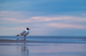 A beautiful summer sunset scenery of Baltic Sea beach with gulls. Birds in Latvia, Europe.