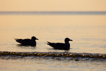 A beautiful summer sunset scenery of Baltic Sea beach with gulls. Birds in Latvia, Europe.