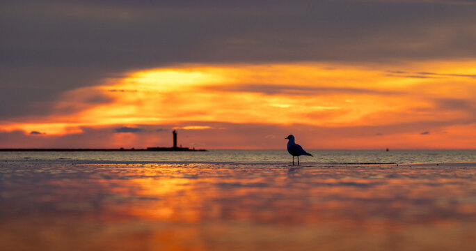 A beautiful summer sunset scenery of Baltic Sea beach with gulls. Birds in Latvia, Europe.