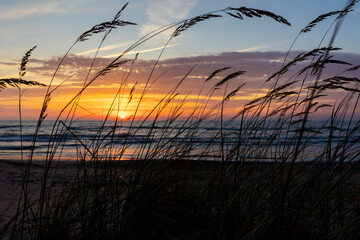 Fototapeta premium A beautiful sunset silhouette scene with grasses growing on the beach of Baltic Sea. Summer evening in Latvia, Europe.