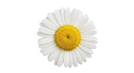 Isolated daisy flower photo with white petals and yellow center on transparent background