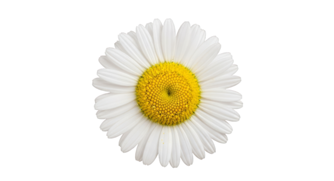 Isolated daisy flower photo with white petals and yellow center on transparent background