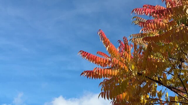 Autumn yellow red leaves Rhus typhina staghorn sumac against blue sky.