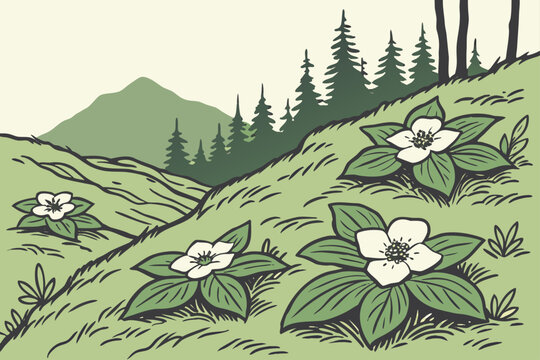 Bunchberry spreading across mossy ground in Denali National Park Alaska