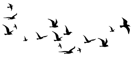 Flying bird silhouettes on white background