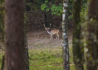 Fallow deer in the distance among tall trees in the forest, mighty antlers of a stag in the middle of the forest, fallow deer hiding behind trees, tall trees and wild animals in the forest, Dama dama