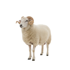 Obraz premium Adult Ram with Horns Isolated on White on white background