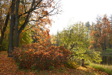 Fototapeta premium Autumn yellow bright golden trees in the garden, forest, park.