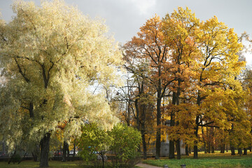 Autumn  yellow  bright golden trees in the garden, forest, park.