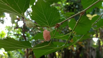 Unripe mulberry fruit on a tree branch. Also known as Murbei, morus, mulberries.