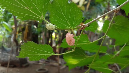 Unripe mulberry fruit on a tree branch. Also known as Murbei, morus, mulberries.