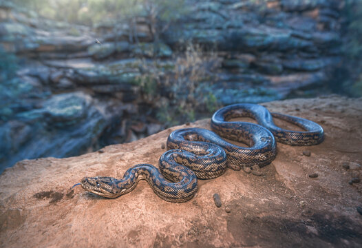 Close-up side view of a Murray Darling carpet python (Morelia spilota metcalfei) slithering on rocks by a river, Australia 