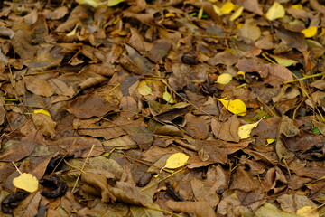 In a forest setting fallen autumn leaves of various colors blanket the damp ground after recent rain The scene captures the beauty of natures transition