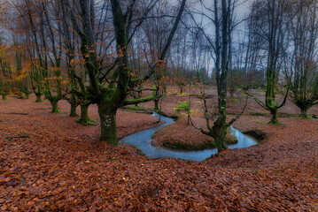 Otzarreta Forest (Gorbea Natural Park) on a rainy winter day. Long exposure of the flowing stream...