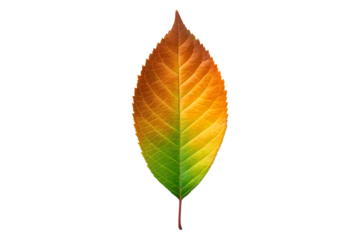 A single autumn leaf showing a smooth vertical color transition from green to orange, symbolizing seasonal change and natural shift, isolated on white