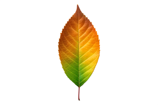 A single autumn leaf showing a smooth vertical color transition from green to orange, symbolizing seasonal change and natural shift, isolated on white
