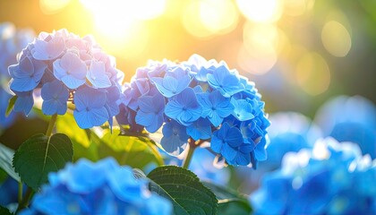 Vibrant Blue Hydrangea Flowers Illuminated by Golden Sunlight on a Blurred Green Garden Background Macro Photography with Soft Bokeh