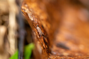 Small Isopod Insect on Brown Rotten leaf