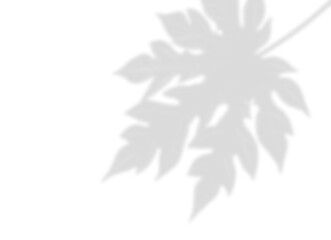 Obraz premium Tropical Papaya Leaf Shadow Overlay