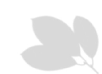 Three Smooth Leaves Branch Shadow Overlay