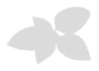 Small Cluster of Shrub Leaves Shadow Overlay