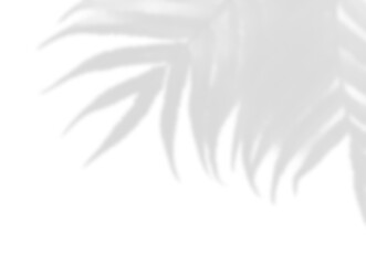 Tropical Palm Frond Shadow Corner Overlay