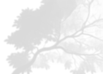Natural Oak Leaf Shadow Overlay