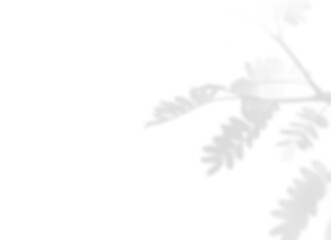 Natural Oak Leaf Shadow Overlay