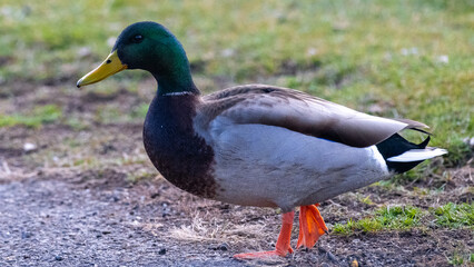 Male mallard (Anas platyrhynchos) resting on green grass in natural daylight. This North American duck displays a glossy green head and yellow bill, ideal for wildlife, wetland, and park nature themes