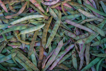 Close-up of fresh multicolored bean pods with shades of green, brown, and purple, creating a natural textured background.