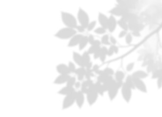 Abstract Leaf Shadow Overlay