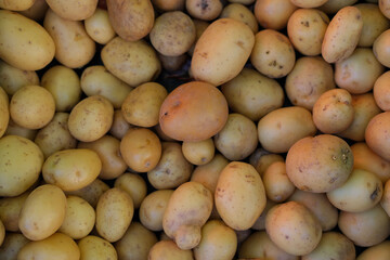 Heap of yellow and light brown potatoes filling the frame, shot in soft daylight.