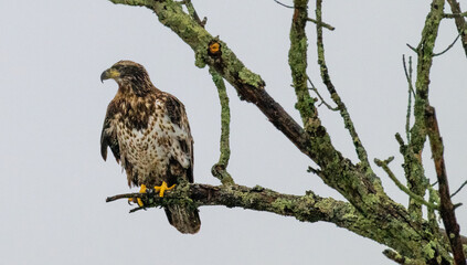 Juvenile Red-tailed Hawk perched on a tree branch, displaying speckled brown plumage, yellow talons, and alert posture in a natural woodland setting.