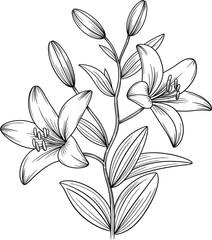 Art & IllustrationElegant black and white lily flower line drawing, minimalist floral botanical illustration, detailed blooming petals